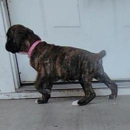 Boxer Puppies from Von Haus Piner