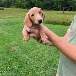 Alfie - Cream male Dachshund puppy in Milroy, Pennsylvania from Not Your Average Weiner