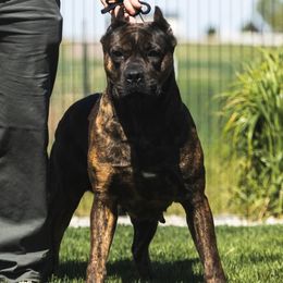 Mika - Cane Corso