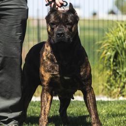 Mika - Cane Corso
