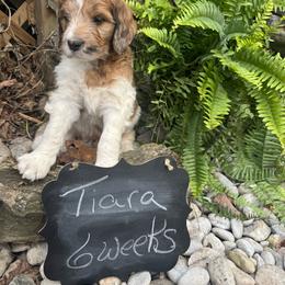Tiara - Mahogany and white female Saint Berdoodle puppy in Traverse City, Michigan from Bare Paws Saint Berdoodles
