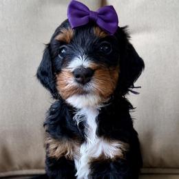 Black Phantom Girl - Black female Goldendoodle puppy in Midlothian, Virginia from RVA DOODLES, LLC