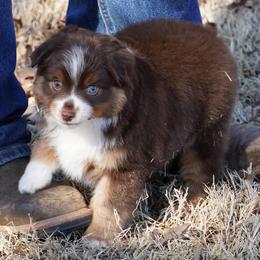 Red Tri Male - Red tri male Miniature Australian Shepherd puppy in Lawton, Oklahoma from Lindsey’s Aussies