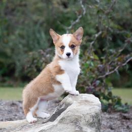 Sabrina - Red female Pembroke Welsh Corgi puppy in Manchester, Kentucky from Riverside Corgis