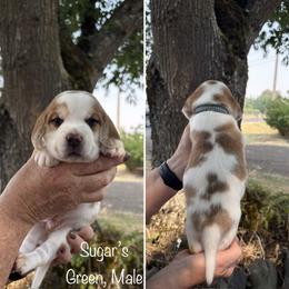 Boy 3 - male Beagle puppy in Brownsville, Oregon from Beagles on the Run