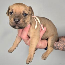 Shiloh - Fawn female Cane Corso puppy in Elkhart, Indiana from Martins Almighty Cane Corsos