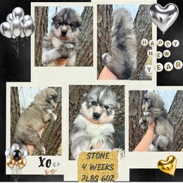 Stone - Gray and white male Siberian Husky puppy in Florence, Kentucky from Moonlight Howl Huskies