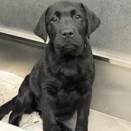 Sage - Black female Labrador Retriever puppy in Danville, Vermont from Dole Hill Labradors