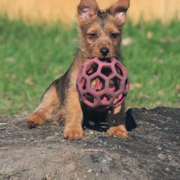 Australian Terrier Puppies from Temora Australian Terriers