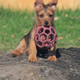 Australian Terrier Puppies from Temora Australian Terriers