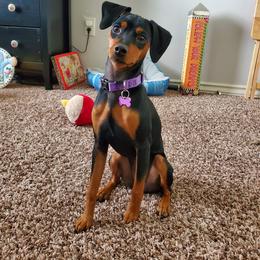 Miniature Pinscher All Grown Up from Waldron Family Min Pins