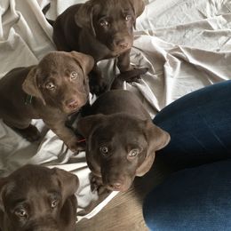 Labrador Retriever Puppies from Post Family Retrievers