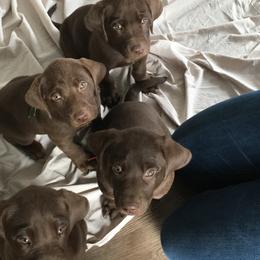 Labrador Retriever Puppies from Post Family Retrievers