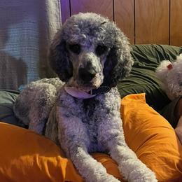 Reaper - Poodle