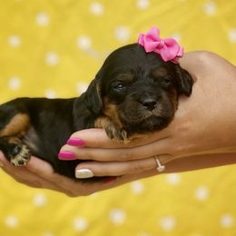 Cavalier King Charles Spaniel, Cavapoo, and Poodle Puppies from Red Skye Cavaliers and Cavapoos