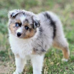 Liberty - Blue merle female Toy Australian Shepherd puppy in Wichita Falls, Texas from Shooting Stars Ranch Toy and Mini Aussies