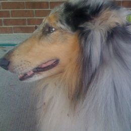 Collies from Tez's Rosebryar Collies