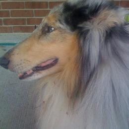Collies from Tez's Rosebryar Collies
