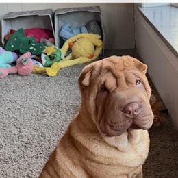 Chinese Shar-Pei Puppies from Blackwitch Farms