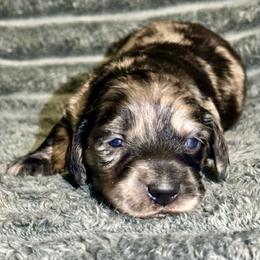 Onyx-4250 - Dapple female Dachshund puppy in Biloxi, Mississippi from Southern Doxies