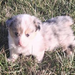 Yang - Blue female Pembroke Welsh Corgi puppy in Hillsville, Virginia from Bonderosa Kennels