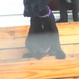 1500 Purple Collar - Black female Cane Corso puppy in Troy, Tennessee from Storm Front Cane Corso