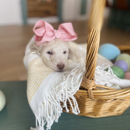 Goldendoodle Puppies from Lakeside Doodles MN