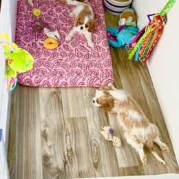 Cavalier King Charles Spaniel Puppies from Bella Fleur Cavaliers