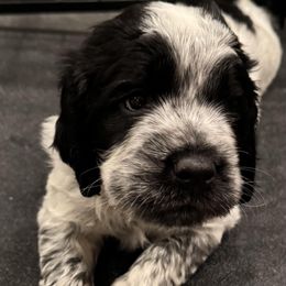 English Springer Spaniel Puppies from Wyoming Springer Spaniels