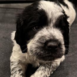 English Springer Spaniel Puppies from Wyoming Springer Spaniels