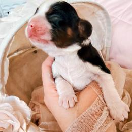 Amalthea - Tri-color female Cavalier King Charles Spaniel puppy in Tucson, Arizona from Unicorn Tears and Cavaliers