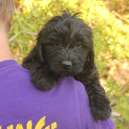 Kara - Black female Whoodle puppy in West Bend, Iowa from Blue Skies Terriers