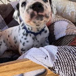 Beach Day - White and black female Dalmatian puppy in Melrose, New Mexico from ECMO Farm Dalmatians & Labrador Retrievers