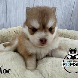 Moe - Red and white male Pomsky puppy in Eastman, Georgia from Once Upon A Pomsky