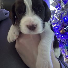 Dark blue collar - Liver white and tan male English Springer Spaniel puppy in Elma, Washington from McCartney Springer’s
