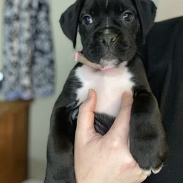 Boxer and French Bulldog Puppies from Treasure Coast Boxer and French Bulldog Puppies