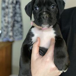 Boxer and French Bulldog Puppies from Treasure Coast Boxer and French Bulldog Puppies