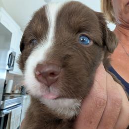 Indie - Red tri female Miniature Australian Shepherd puppy in Crockett, Texas from Pleasant Grove Aussies
