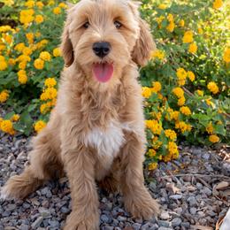 23 - Apricot male Goldendoodle puppy in Peoria, Arizona from Daisy Mountain Doodles