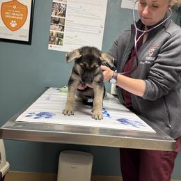 Zelka-S - Black and tan female German Shepherd puppy in Perkasie, Pennsylvania from Twila Ruth Herot