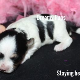 AKC Blare  STAYING HERE - Black tan and white female Biewer Terrier puppy in Kennesaw, Georgia from Dreamy Pups