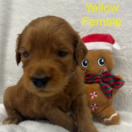 Girl 7 - Red  female Goldendoodle puppy in Etowah, North Carolina from Lance Doodle Farm