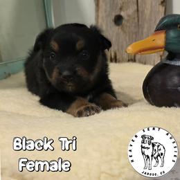Ebony - Black tri female Miniature Australian Shepherd puppy in Jaroso, Colorado from Heaven Sent Aussies