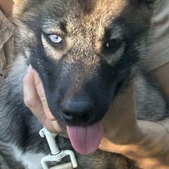 Bowser - Black gray agouti male Tamaskan puppy in Kansas City, Missouri from Little Bear Tamaskans