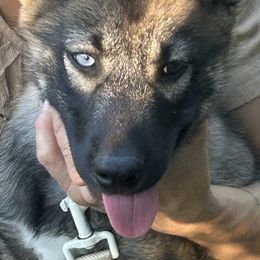 Bowser - Black gray agouti male Tamaskan puppy in Kansas City, Missouri from Little Bear Tamaskans
