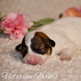 Boo - White and red female Pembroke Welsh Corgi puppy in East Canton, Ohio from Victorian Farms