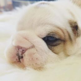 English Bulldog Puppies from LydyBug Bulldogs