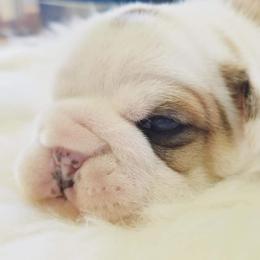 English Bulldog Puppies from LydyBug Bulldogs