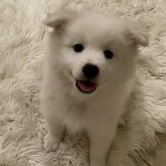 American Eskimo Dog Puppies from Bella's American Eskimos