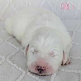 Girl 1 - White female Great Pyrenees puppy in Yakima, Washington from Naches Heights Ranch